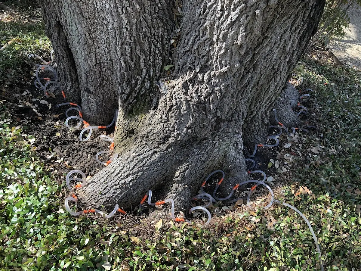 Detailed Tree Cabling and Bracing job site in Keyport